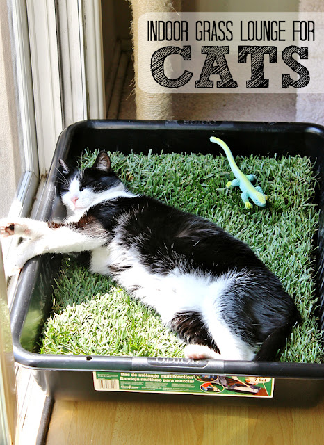 Make a grass lounge for your indoor cat with a cement mixing pan and a sheet of sod from your local hardware store. (Only $10 for the tray and sod, new sod costs about $2.50 in our area and lasts up to 5 days indoors.)