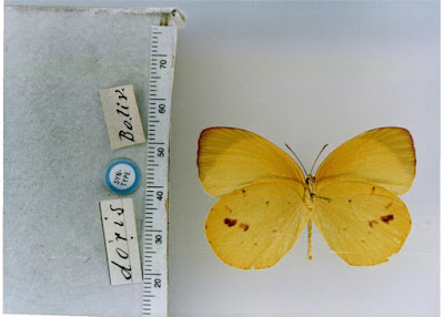 Mariposa limoncito (Eurema deva)