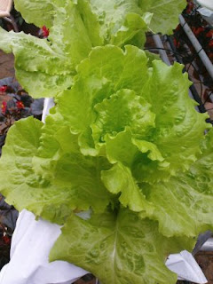 Gerbang Sejarah PA Cikgu Chua: Peranan Sayur-Sayuran dan 