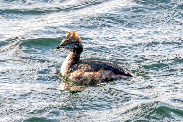 Slavonian grebe