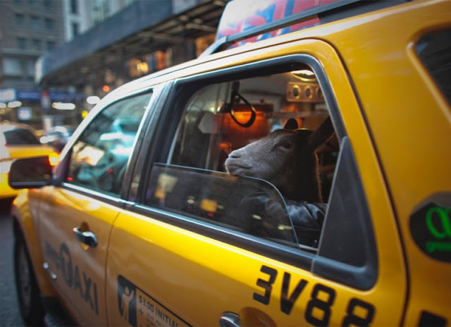 Cyrus Fakroddin from New Jersey arranged a tour of New York for his domestic Alpine Pygmy mixed goat named Cocoa.