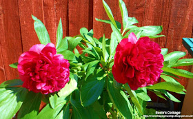 Spring arrives and brings new life to the garden - last summer the peonies were stunning.
