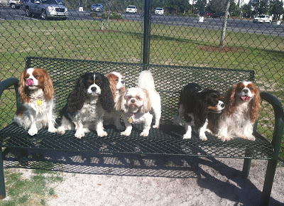 Cavalier King Charles Spaniel doggie birthday party