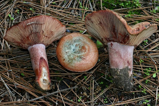 Níscalo vinoso - Lactarius vinosus