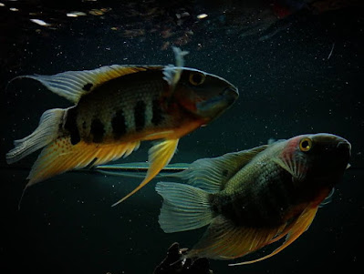 Budidaya Severum Rotkeil