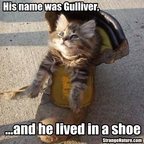 Funny Images Animals on Funny Animals Wearing Shoes    Funny Animal Pictures   Strangenature