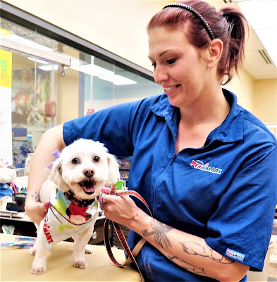 My dog posing in a PetSmart grooming campaign