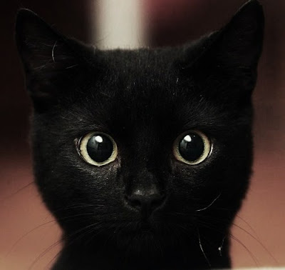 Cara de un gato negro con los ojos muy abiertos