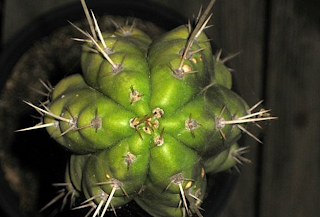 Peruvian Torch Cactus