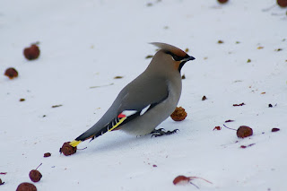 Jaseur boréal - Bombycilla garrulus - Jaseur de Bohême