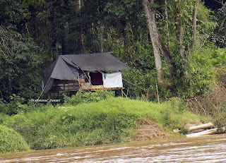 Durian Kasongan