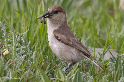 Ground Tit