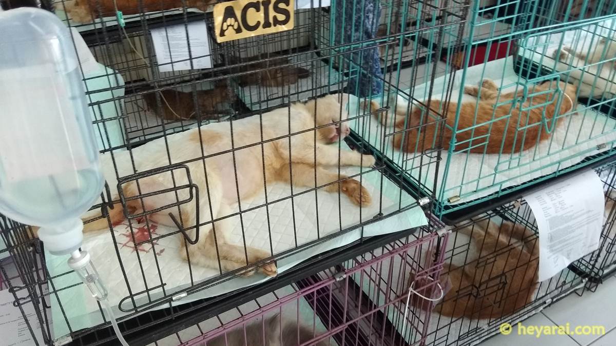 Kondisi kucing setelah steril, belum sadar