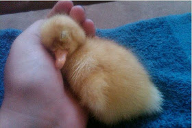 funny animal pictures, sleeping baby duck