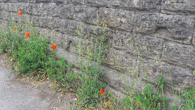 Project 365 2017 day 129 - Poppies // 76sunflowers