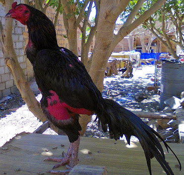 Galo de Combate