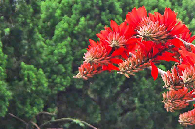 Deigo in bloom, Erythrina orientalis, flowers