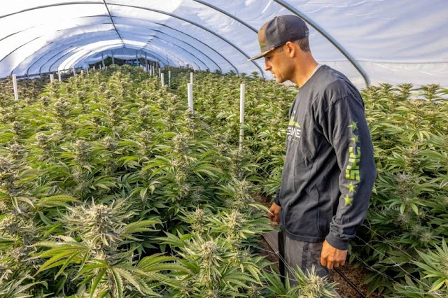 Cannabis Greenhouse in Humboldt County