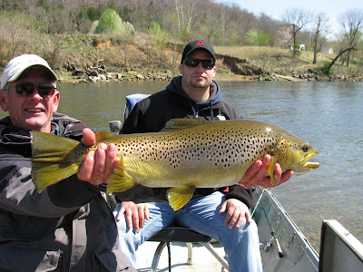 Brown Trout Caught on the White River 