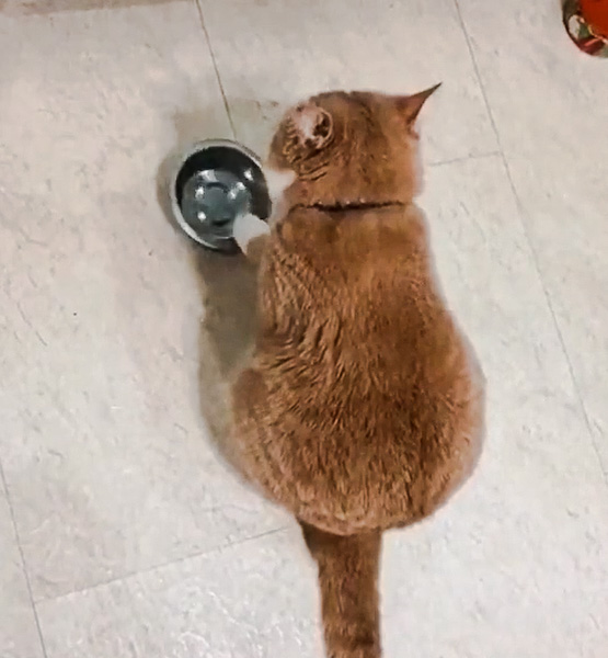 Bored cat plays with food bowl