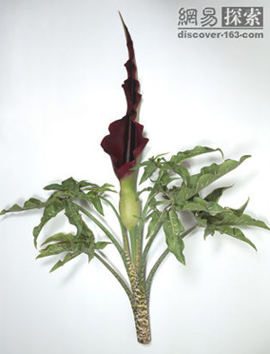 Dracunculus vulgaris