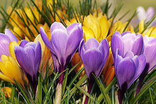 Crocus sativus- Azafrán