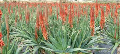 Candelabra Aloe