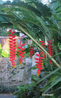 Heliconia