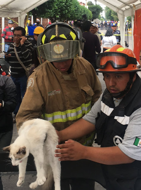 Elementos de protección Civil y Bomberos rescatan a un gato de edificio colapsado en Lindavista 