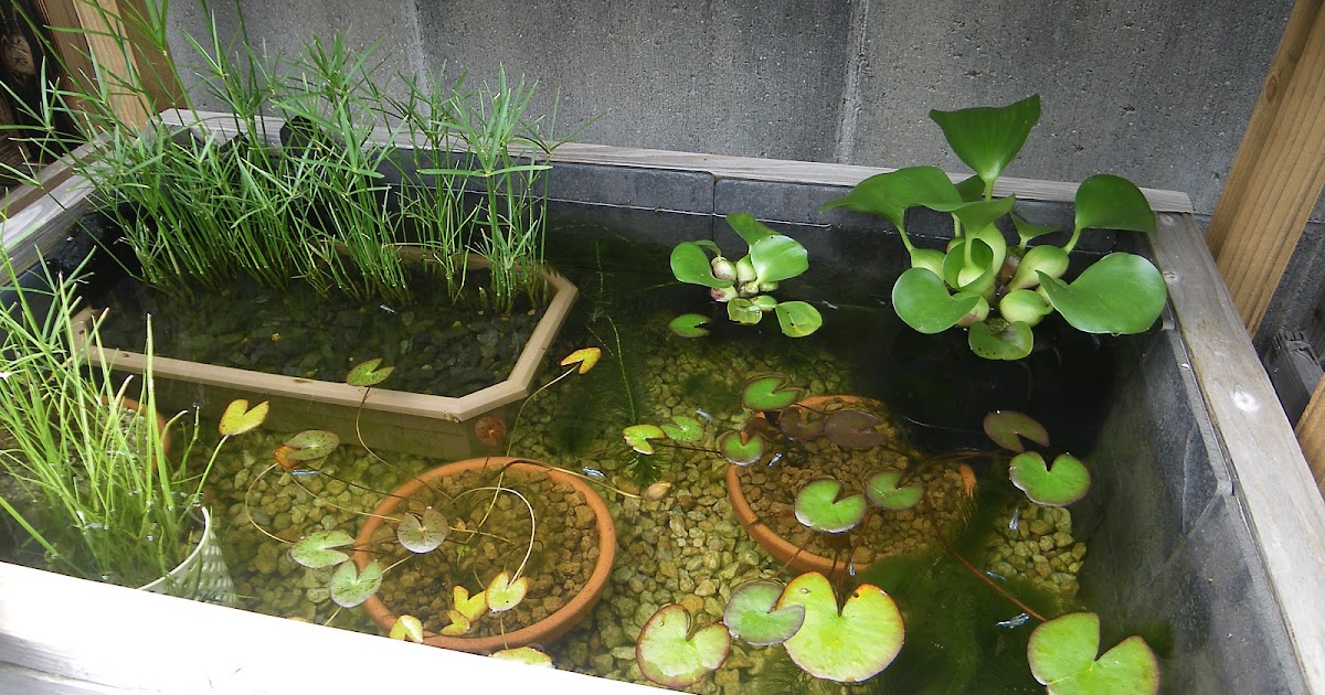 メダカのビオトープの水草の選び方 メダカの飼育が成功するために必要な水草 メダカの大工