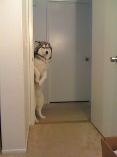 weird staring standing up dog, weird dog, dog standing up