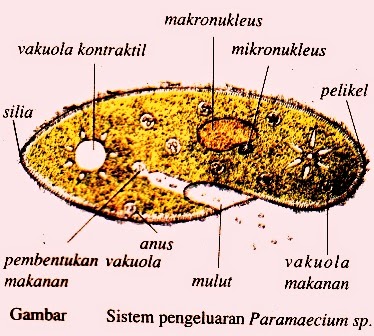 Sistem Ekskresi Hewan  Vertebrata  dan Avertebrata  