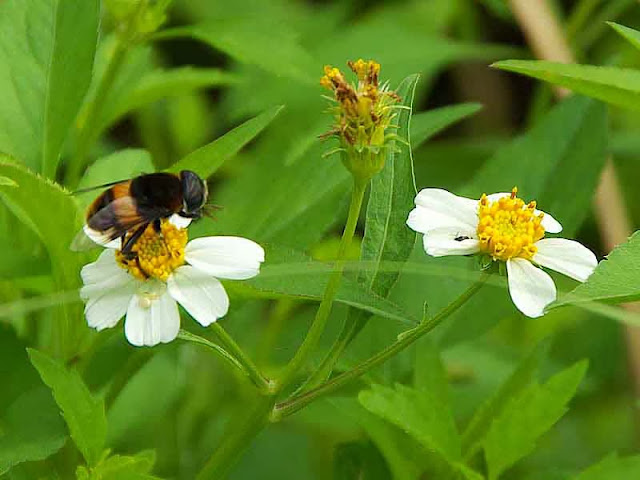 dise view of black and gold fly