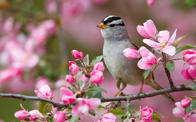 foto de pájaro con flores 