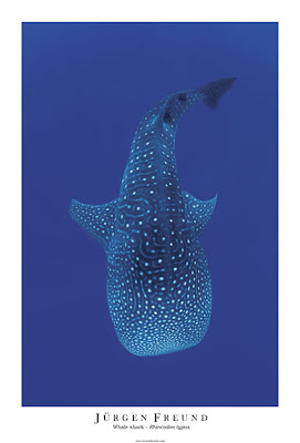 Whale shark poster