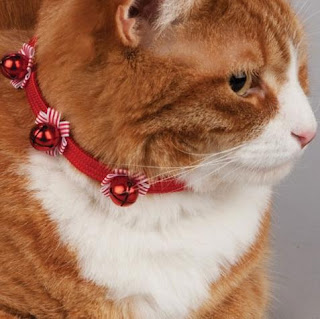 Orange cat with red collar and bells