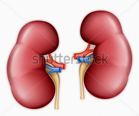 Beberapa Contoh Penyebab Gagal Ginjal