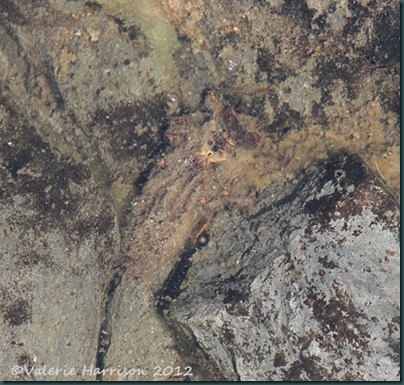 15 dragonfly-larvae