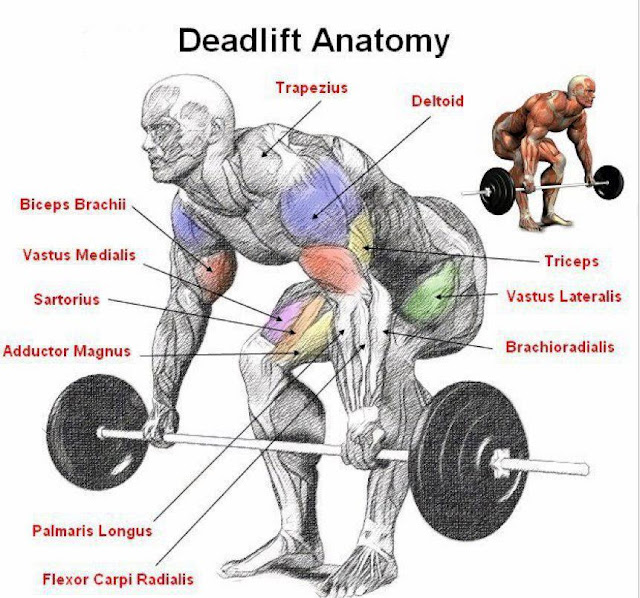 Squat and Deadlift