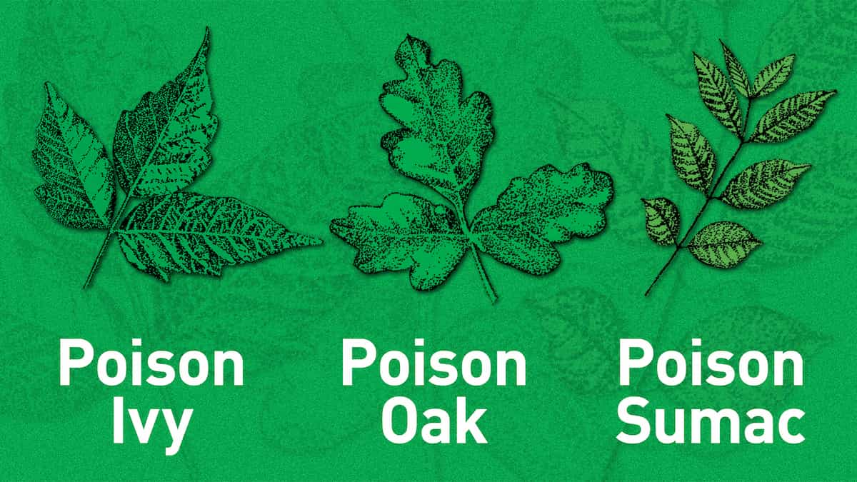 Difference between Poison Oak, Poison Ivy and Poison Sumec