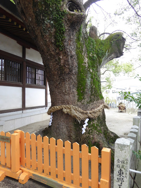 【門真市稗島】堤根神社のクスノキ