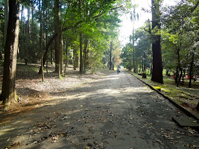 Horto Florestal de São Paulo ou Parque Estadual Albert Löfgren