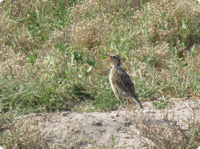 IMG_1075 Immature Meadowlark Bird