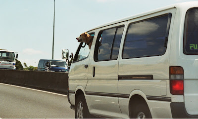 It's a CAR PET!  Ho-HO!