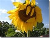 Sunflower thanks