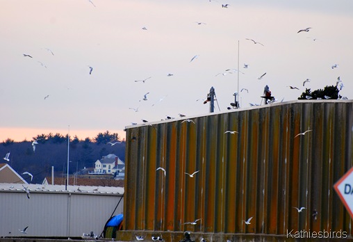 6. Gulls-kab