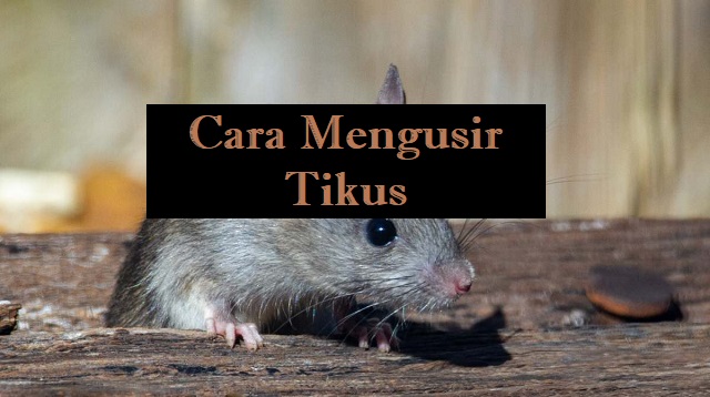 Cara Mengusir Tikus