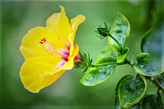 Hibiscus lemon yellow