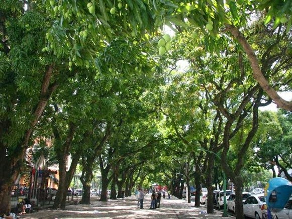 Manghi lungo le strade di Belém do Parà