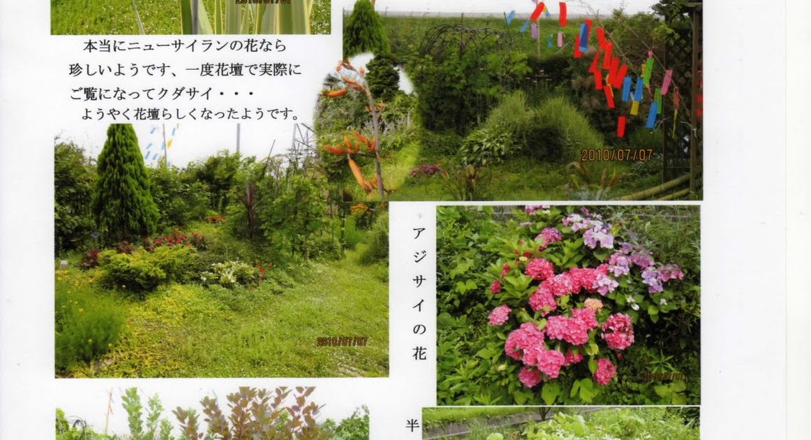 上石瀬自治会 ニューサイランに花が